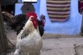 Beautiful rooster and turkey standing in the yard in the countryside