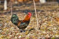 A beautiful rooster walks on dry leaves in search of food