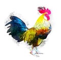 Beautiful rooster watercolor effect with clipping path