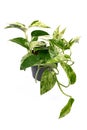 Tropical `Epipremnum Aureum Marble Queen` house plant in flower pot isolated on white background