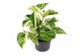 Tropical `Epipremnum Aureum Marble Queen` house plant in flower pot isolated on white background Royalty Free Stock Photo