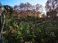 Botanical garden in De El Retiro park in Spain, Madrid