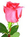 Beautiful rose .