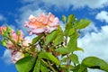 Beautiful rose against the background of blue sky and white clouds. Blooming rose Bush in the garden Royalty Free Stock Photo