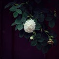 Beautiful rose against blurred background. Fresh summer flower blossoming in the garden. Dark moody background. Royalty Free Stock Photo