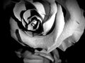 Beautiful rose with ammonite pendant on black and white image Royalty Free Stock Photo