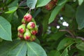 Beautiful rose apple fruit is a species original in Southeast Asia. Rose apples on tree in orchard, Thailand. ItÃ¢â¬â¢s a watery and Royalty Free Stock Photo