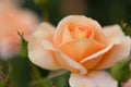 Beautiful rose with apricot color Royalty Free Stock Photo