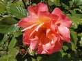 Beautiful rose. Apricot hue. Yellow pink flower. A large blossoming bud. Blooming garden. Pink - peach color