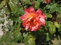 Beautiful rose. Apricot hue. Yellow pink flower. A large blossoming bud. Blooming garden. Pink - peach color