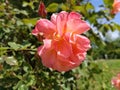 Beautiful rose. Apricot hue. Yellow pink flower. A large blossoming bud. Blooming garden. Pink - peach color