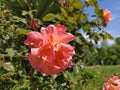 Beautiful rose. Apricot hue. Yellow pink flower. A large blossoming bud. Blooming garden. Pink - peach color