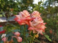 Beautiful rose. Apricot hue. Yellow pink flower. A large blossoming bud and a few damp buds around. Blooming garden