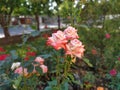 Beautiful rose. Apricot hue. Yellow pink flower. A large blossoming bud and a few damp buds around. Blooming garden