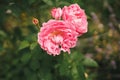 Beautiful rose blooming in english cottage garden. Close up of pink english rose flower Royalty Free Stock Photo