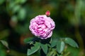 Beautiful Rose Blooming in a garden with many kinds of flowers