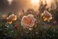 Beautiful rose blooming in the garden at sunrise. Nature background.