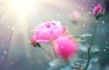 Beautiful rose blooming in summer garden. Pink rose flowers growing outdoors Royalty Free Stock Photo