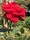 Beautiful Rose blooming in summer garden. Royalty Free Stock Photo