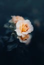 A beautiful rose blooms on a bush with dark leaves in the summer evening twilight. Nature and romance