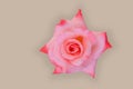 Beautiful of Rose blossom against a brown background.