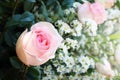 beautiful rose with blur white flowers background Royalty Free Stock Photo