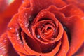 Beautiful rose. Bright red flower. Water drops on the petals. Macro photography. Royalty Free Stock Photo