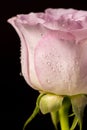 Beautiful rose bud with drops on a black background