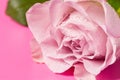 Beautiful rose bud with drops on a pink background Royalty Free Stock Photo