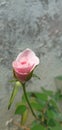 A beautiful rose bud feeding flower