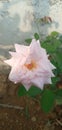 A beautiful rose bud feeding flower