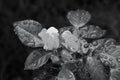 Beautiful rose buds and leaves with drops in the garden, toning Ultimate Gray. Summer flower background