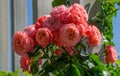 Beautiful rose bush with coral-colored flowers. Tall scrub on background of wooden planks