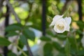 Beautiful rose bush with white bud outdoors, closeup. Space for text Royalty Free Stock Photo