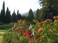Beautiful rose bushes on the background of cypresses and mountains
