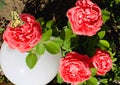 Beautiful rose. Butterfly on a flower. Flowerbed in the garden, red roses with a yellow butterfly and a white bowl. A yellow-black Royalty Free Stock Photo