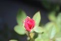 Beautiful rose with close bottom