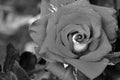 Beautiful rose close up. Black and white photo Royalty Free Stock Photo