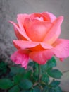 Beautiful Rose Close Up Image With Attractive Petal & Green Leaves.