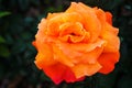 beautiful rose closeup flower garden