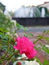 Beautiful rose colored summer flowers with green leaves and grass in the garden