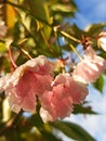 Beautiful rose colored summer flowers with green leaves and grass in the garden