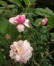 Beautiful rose colour flower in gardening