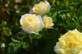 White with white and yellow roses close up in a rose garden Royalty Free Stock Photo