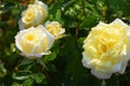 White with white and yellow roses close up in a rose garden Royalty Free Stock Photo