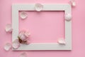 Beautiful rose, delicate petals, white frame on a pink background. Flower arrangement. Valentine`s day, women`s day, mother`s D Royalty Free Stock Photo