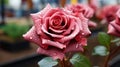 A beautiful rose, with an elegant, curved shape of its stems, like a statue in the Park of Etern