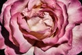 Amazing texture in pink rose colors