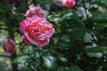 Beautiful rose flower on the background of blurred green leaves in the garden. Royalty Free Stock Photo