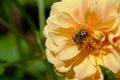 Beautiful Rose flower and bee inside it, closeup. Royalty Free Stock Photo